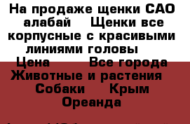 На продаже щенки САО (алабай ). Щенки все корпусные с красивыми линиями головы . › Цена ­ 30 - Все города Животные и растения » Собаки   . Крым,Ореанда